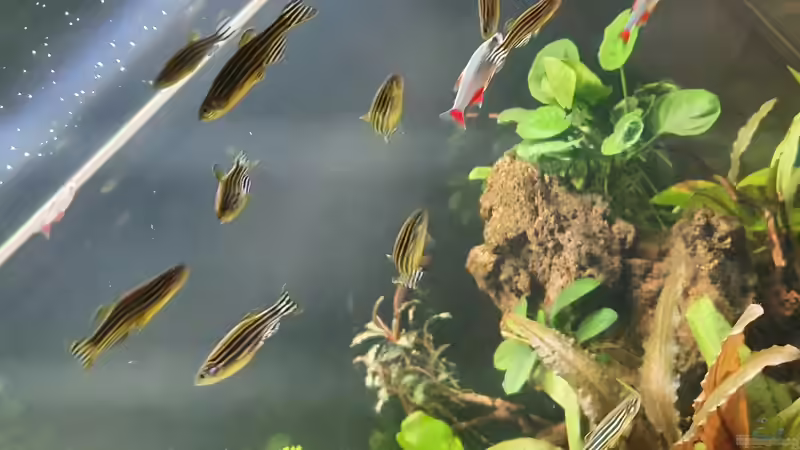 Besatz im Aquarium Esszimmerbecken von Nietzus (29)