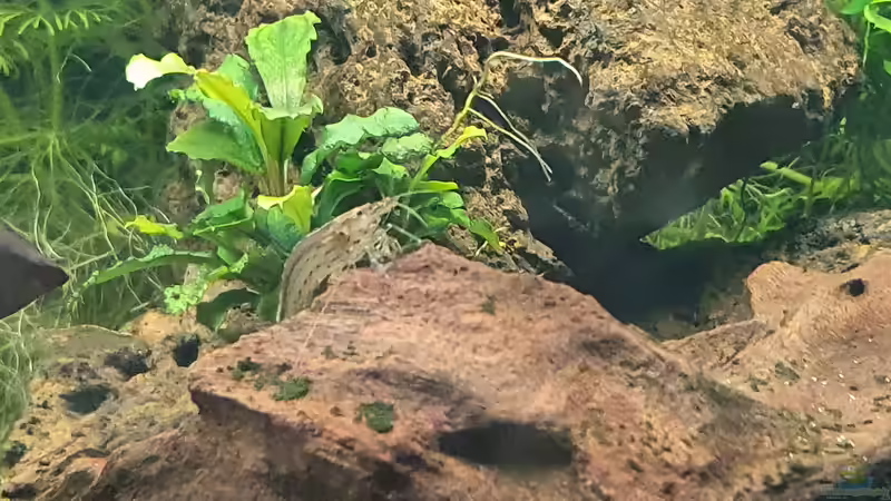 Besatz im Aquarium Esszimmerbecken von Nietzus (30)