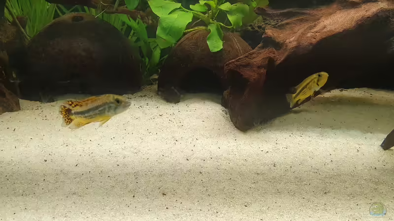 Besatz im Aquarium Esszimmerbecken von Nietzus (31)