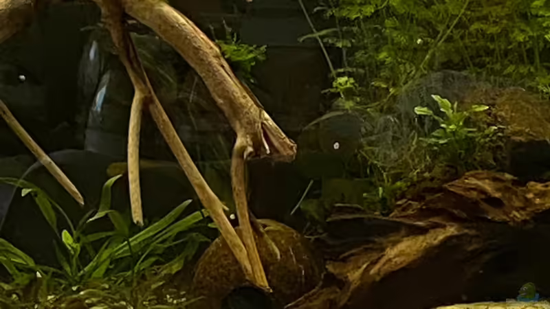 Besatz im Aquarium Esszimmerbecken von Nietzus (33)