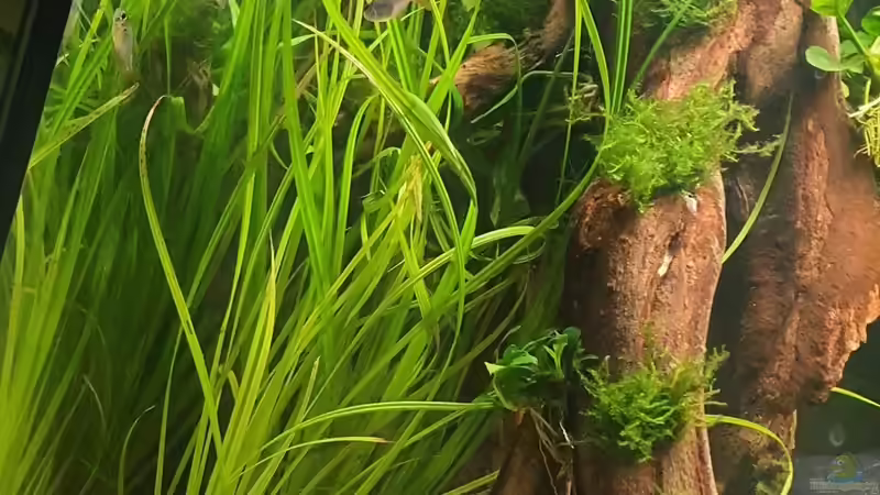 Besatz im Aquarium Esszimmerbecken von Nietzus (34)