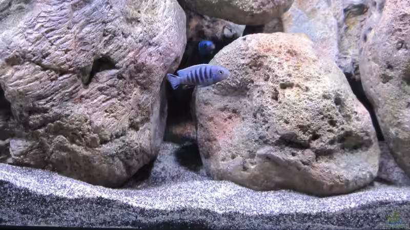 Besatz im Aquarium etwas größere Malawi Pfütze von Hörnchen (11)