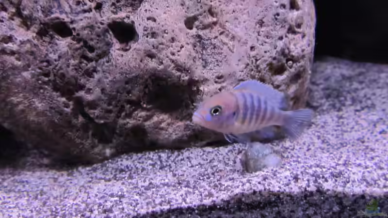 Besatz im Aquarium etwas größere Malawi Pfütze von Hörnchen (12)