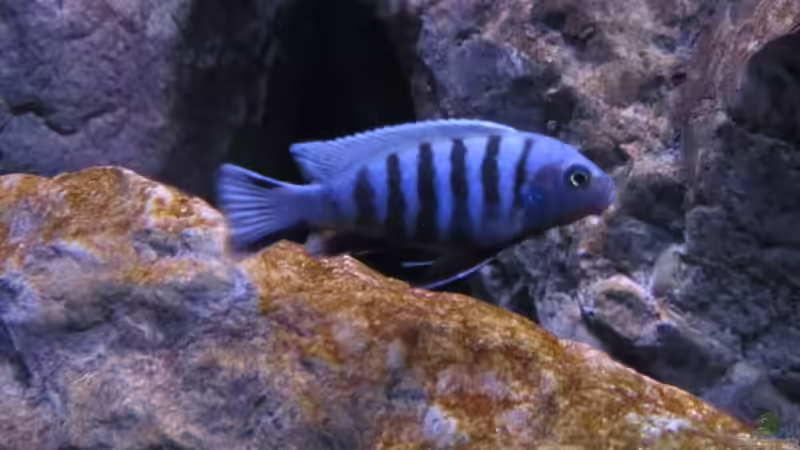 Besatz im Aquarium etwas größere Malawi Pfütze von Hörnchen (13)