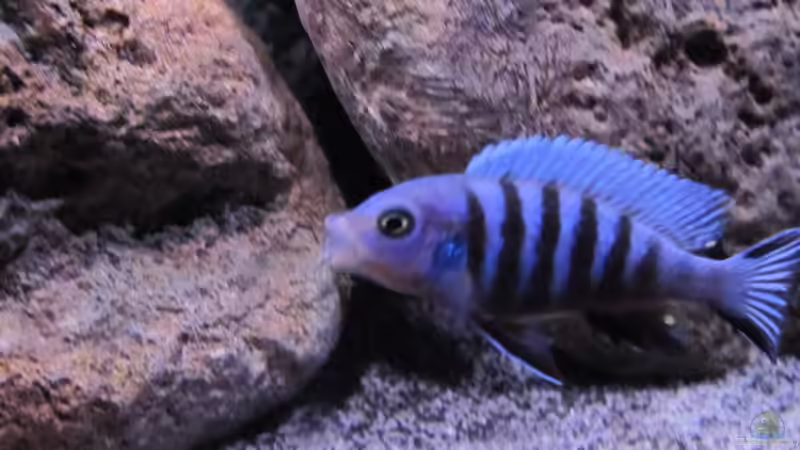 Besatz im Aquarium etwas größere Malawi Pfütze von Hörnchen (14)