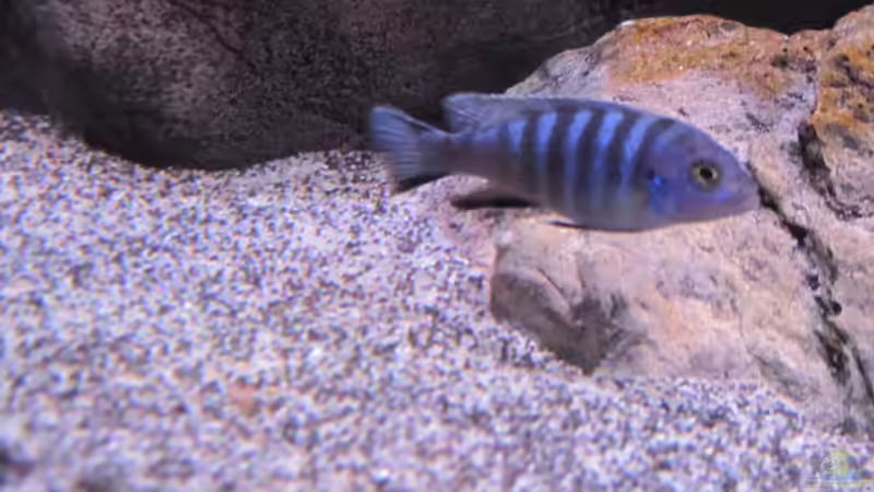 Besatz im Aquarium etwas größere Malawi Pfütze von Hörnchen (15)