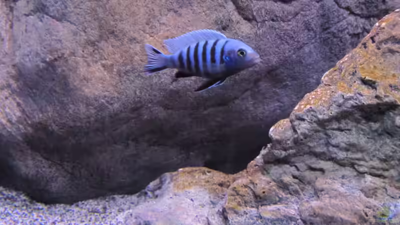 Besatz im Aquarium etwas größere Malawi Pfütze von Hörnchen (16)