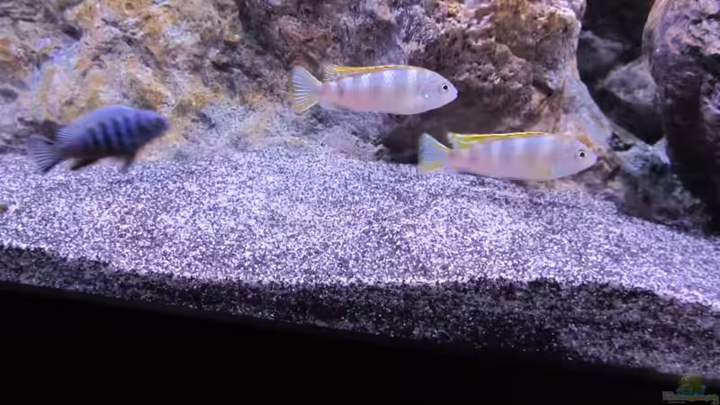 Besatz im Aquarium etwas größere Malawi Pfütze von Hörnchen (18)