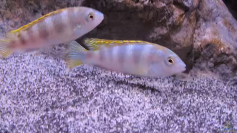 Besatz im Aquarium etwas größere Malawi Pfütze von Hörnchen (19)