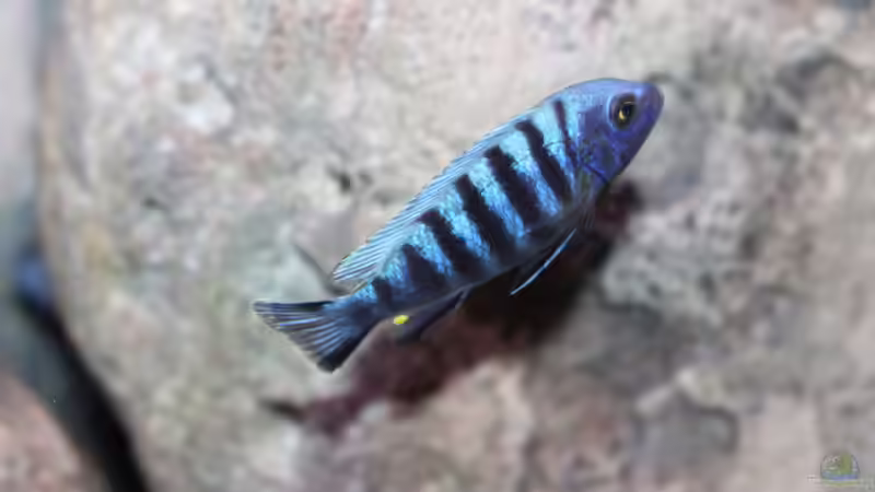 Besatz im Aquarium etwas größere Malawi Pfütze von Hörnchen (20)