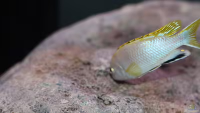 Besatz im Aquarium etwas größere Malawi Pfütze von Hörnchen (21)