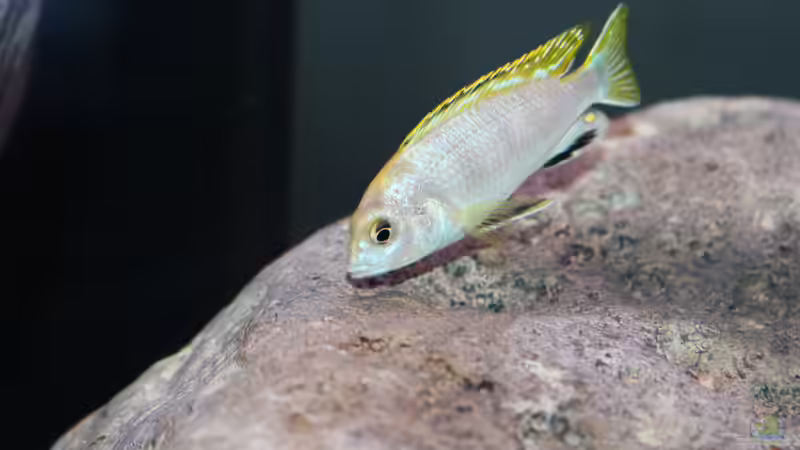 Besatz im Aquarium etwas größere Malawi Pfütze von Hörnchen (23)