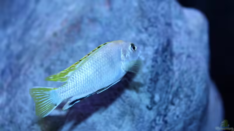 Besatz im Aquarium etwas größere Malawi Pfütze von Hörnchen (27)