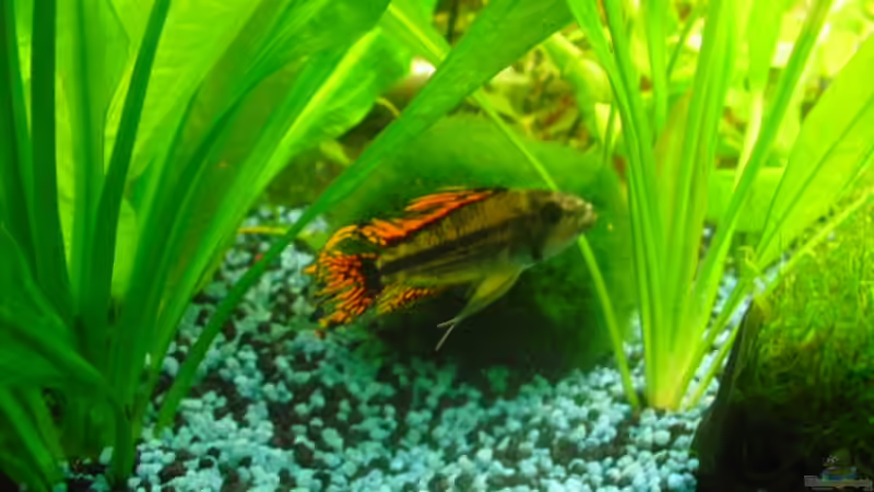 Besatz im Aquarium existiert in der Form nichtmehr von Peter S. (26)