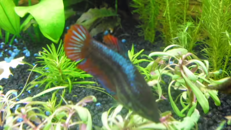 Besatz im Aquarium existiert in der Form nichtmehr von Peter S. (29)