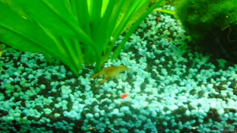 Besatz im Aquarium existiert in der Form nichtmehr von Peter S. (31)