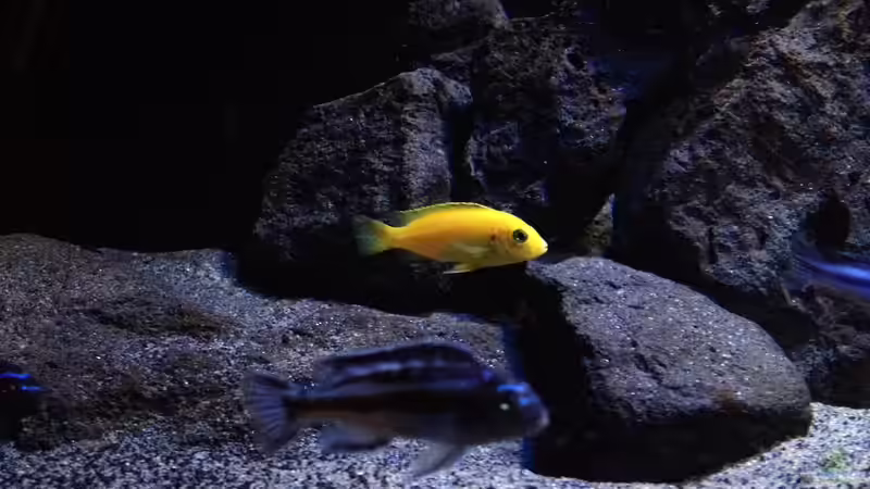 Besatz im Aquarium Fade to black (aufgelöst) von der Steirer (100)