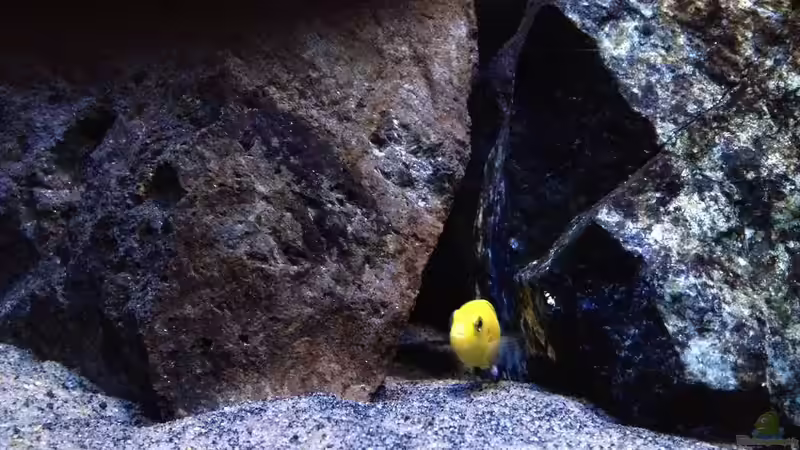 Besatz im Aquarium Fade to black (aufgelöst) von der Steirer (103)