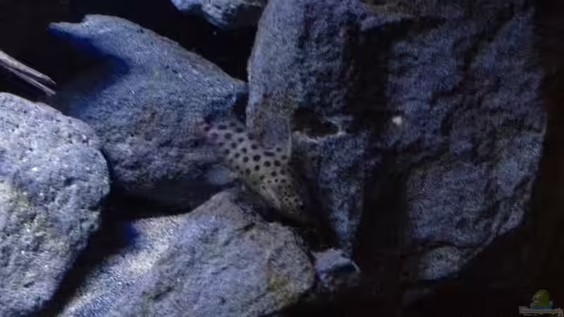 Besatz im Aquarium Fade to black (aufgelöst) von der Steirer (104)