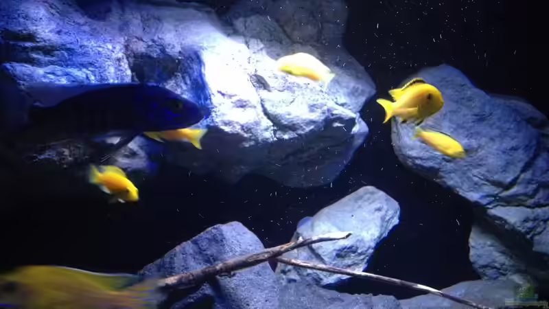 Besatz im Aquarium Fade to black (aufgelöst) von der Steirer (106)