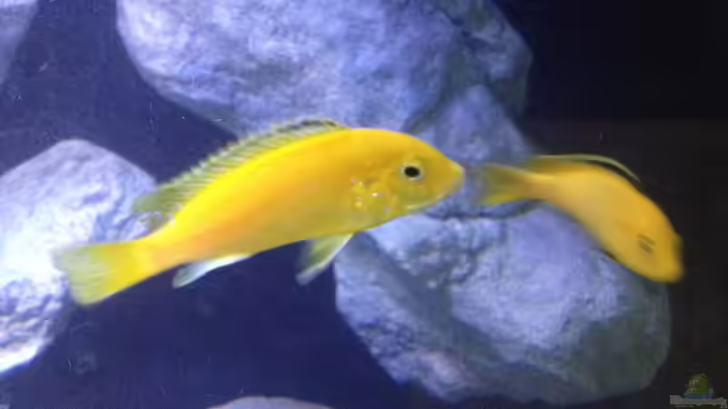 Besatz im Aquarium Fade to black (aufgelöst) von der Steirer (107)