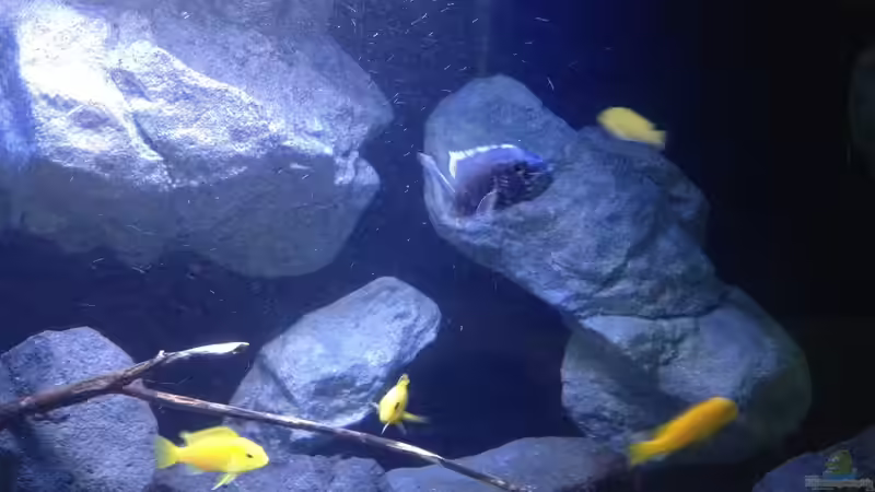 Besatz im Aquarium Fade to black (aufgelöst) von der Steirer (108)