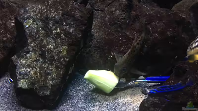 Besatz im Aquarium Fade to black (aufgelöst) von der Steirer (83)