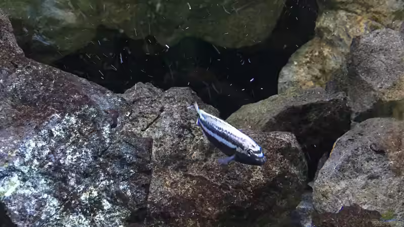 Besatz im Aquarium Fade to black (aufgelöst) von der Steirer (84)