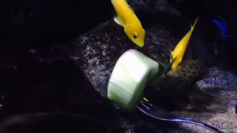 Besatz im Aquarium Fade to black (aufgelöst) von der Steirer (86)