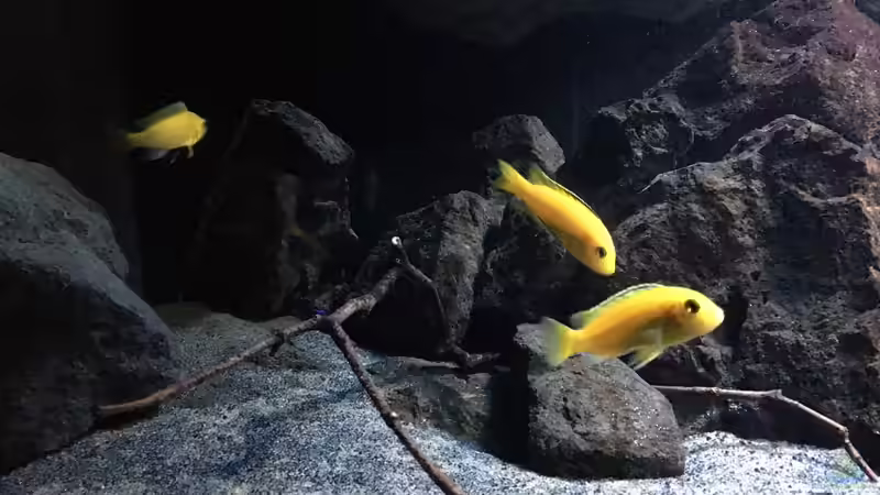 Besatz im Aquarium Fade to black (aufgelöst) von der Steirer (87)