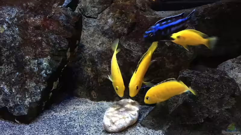 Besatz im Aquarium Fade to black (aufgelöst) von der Steirer (89)