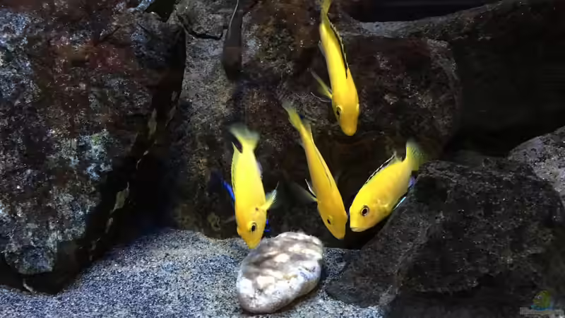 Besatz im Aquarium Fade to black (aufgelöst) von der Steirer (90)