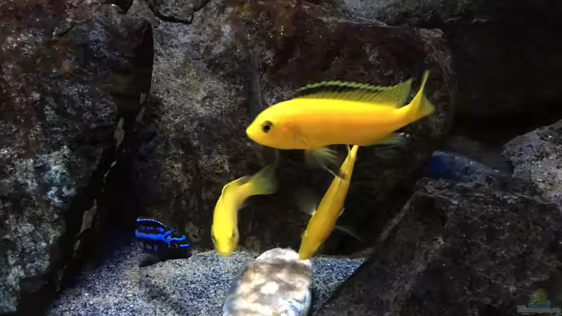 Besatz im Aquarium Fade to black (aufgelöst) von der Steirer (91)