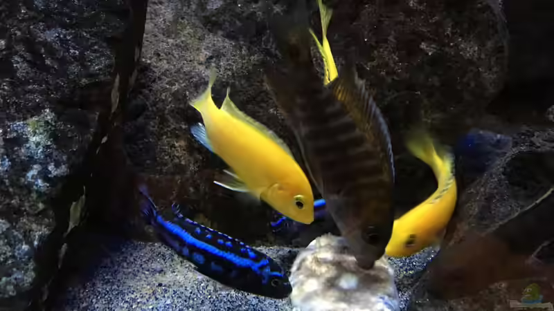 Besatz im Aquarium Fade to black (aufgelöst) von der Steirer (92)