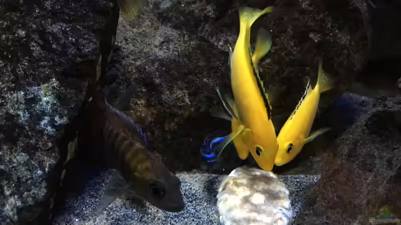 Besatz im Aquarium Fade to black (aufgelöst) von der Steirer (93)