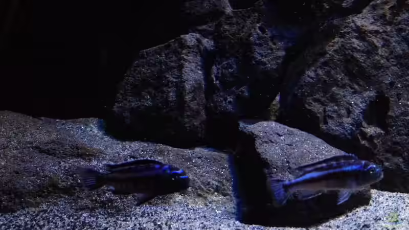 Besatz im Aquarium Fade to black (aufgelöst) von der Steirer (99)
