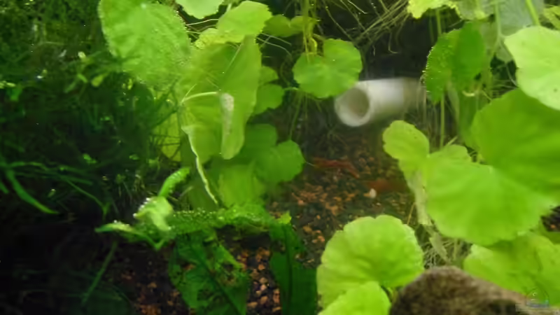 Besatz im Aquarium Fadenfischwelt von Specter (11)