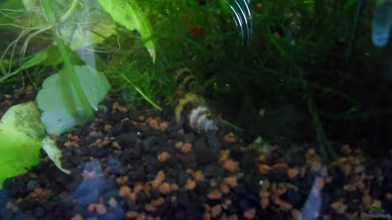 Besatz im Aquarium Fadenfischwelt von Specter (14)