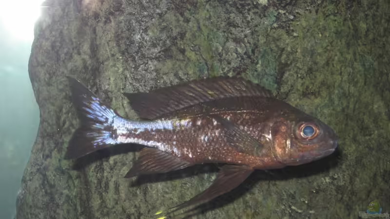 Besatz im Aquarium Fadenmaulbrüter-Tank von Andi*Sehlde (39)