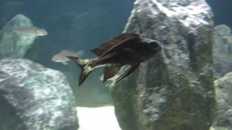 Besatz im Aquarium Fadenmaulbrüter-Tank von Andi*Sehlde (41)