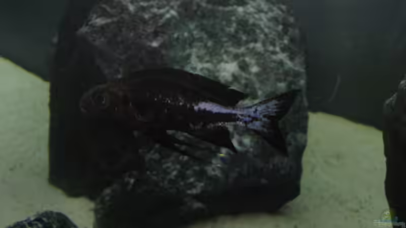 Besatz im Aquarium Fadenmaulbrüter-Tank von Andi*Sehlde (42)