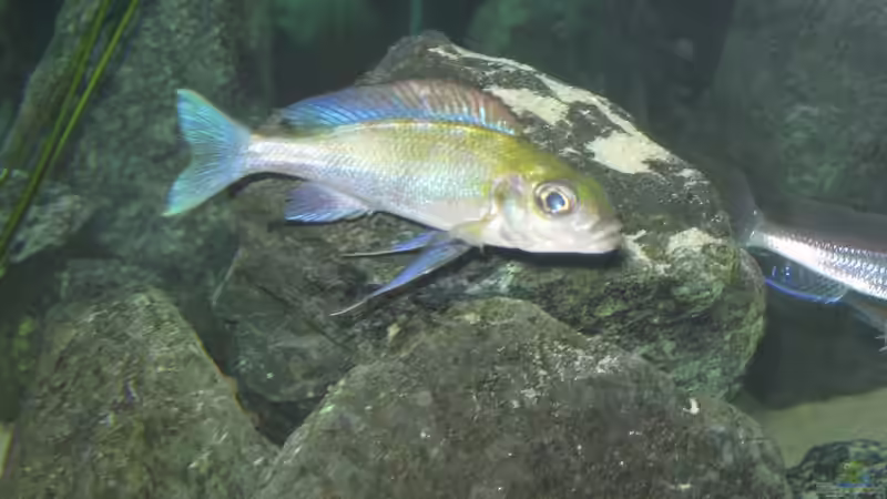 Besatz im Aquarium Fadenmaulbrüter-Tank von Andi*Sehlde (44)