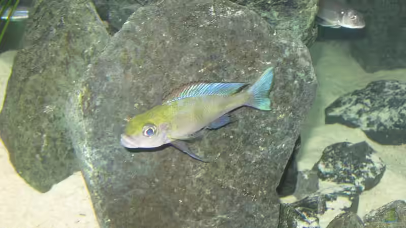 Besatz im Aquarium Fadenmaulbrüter-Tank von Andi*Sehlde (45)