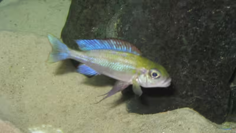 Besatz im Aquarium Fadenmaulbrüter-Tank von Andi*Sehlde (46)