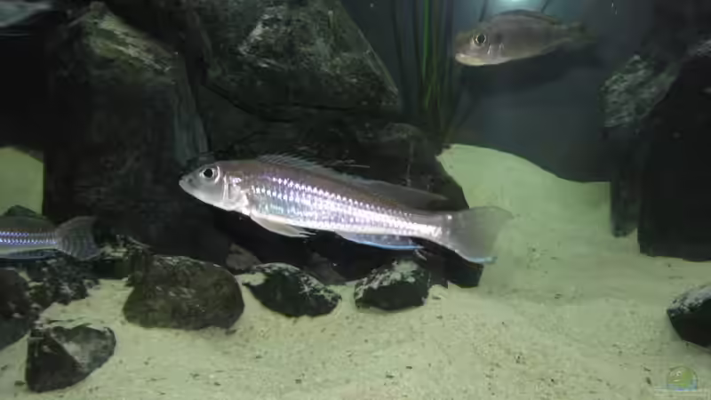 Besatz im Aquarium Fadenmaulbrüter-Tank von Andi*Sehlde (47)