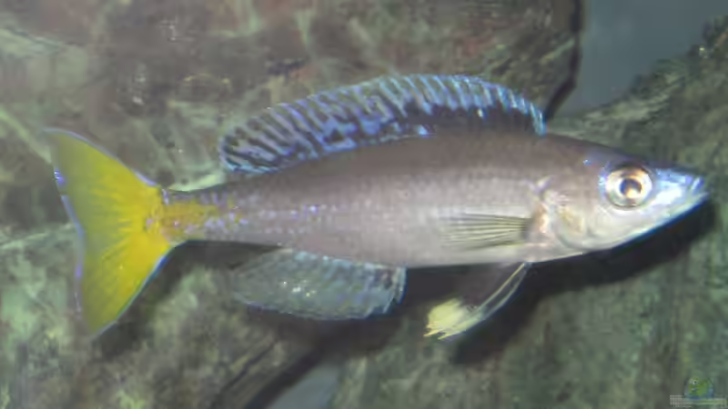 Besatz im Aquarium Fadenmaulbrüter-Tank von Andi*Sehlde (52)