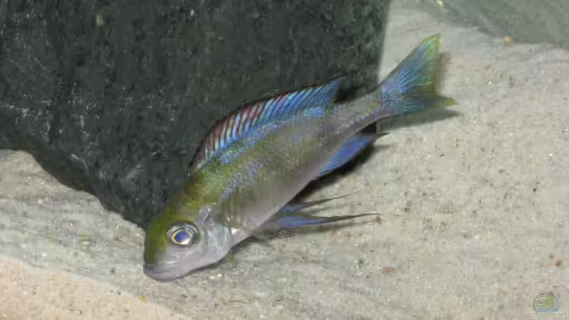 Besatz im Aquarium Fadenmaulbrüter-Tank von Andi*Sehlde (55)