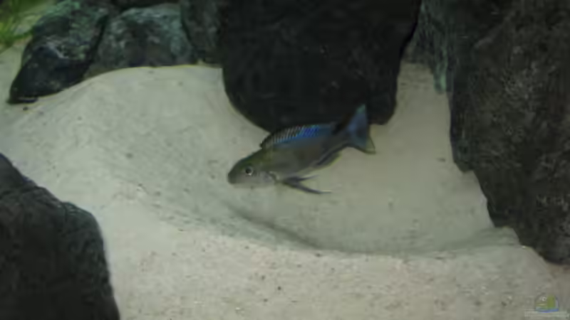Besatz im Aquarium Fadenmaulbrüter-Tank von Andi*Sehlde (56)