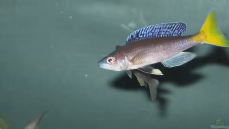 Besatz im Aquarium Fadenmaulbrüter-Tank von Andi*Sehlde (59)