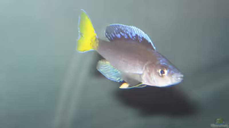 Besatz im Aquarium Fadenmaulbrüter-Tank von Andi*Sehlde (62)